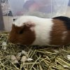 2 male guinea pigs (from same litter)
