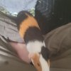 Rehoming a 3 month old, Male, Guinea Pig