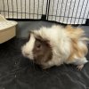 2 sweet female Guinea Pigs in need of a home