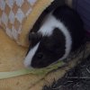 Three male guinea pigs needing a new home