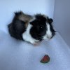 10 Week Old Male Guinea Pig