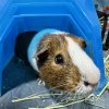 3-year Old Male Guinea Pig