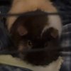 Rehome needed for two male guinea pigs