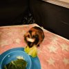 2 Guinea Pigs Dad/Son