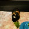 2 Guinea Pigs Dad/Son