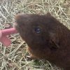 Chocolate &amp;amp; S&#039;mores looking for a loving home