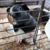 Two 1-year old guinea pigs (Powell Butte OR)