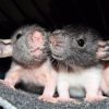 For the Love of Rats Rescue