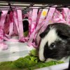 Ori &amp;amp; Yin (Bonded Males)