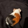 Rehoming baby Guinea Pig(3weeks)