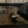 2 male guinea pigs looking for new home