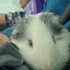 Male Piggie from MI