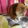 2 Bonded Female Guinea pigs - 3 &amp;amp; 4 years old