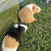 Two female Guinea pigs-bonded pair