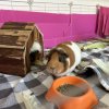 2 Bonded Female Guinea pigs - 3 &amp;amp; 4 years old