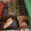 Three sweet male guinea pigs need a new home!