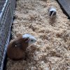 2 male guinea pigs needing a home