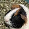 I have 2 guinea pigs, looking for new family