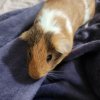 Needing to rehome my sweet babies