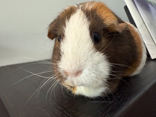 Guinea Pig with cage and all initial supplies