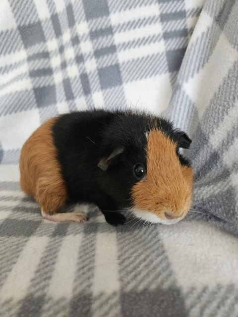 Bucky, 3 year old female