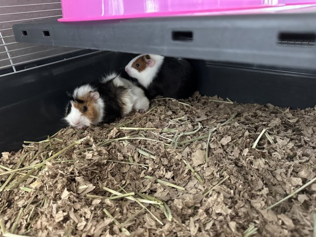 2 Males for Adoption