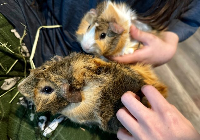 2 cuddly bonded Abyssinian males
