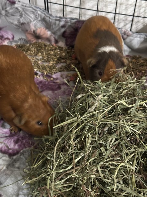 2 bonded males