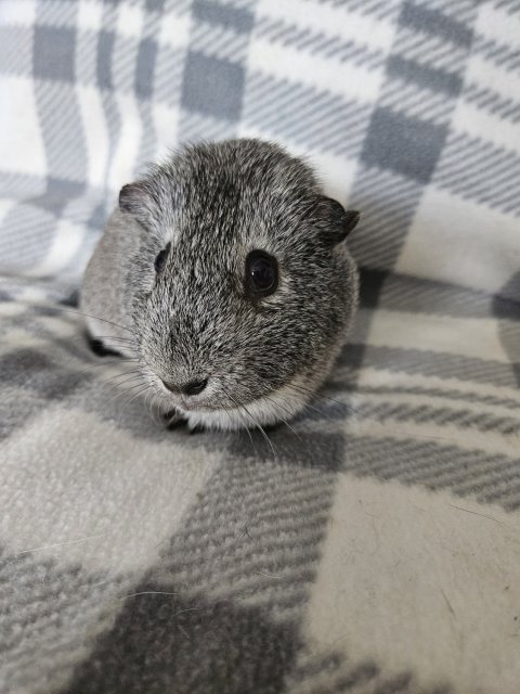 Alby, 2 year old female