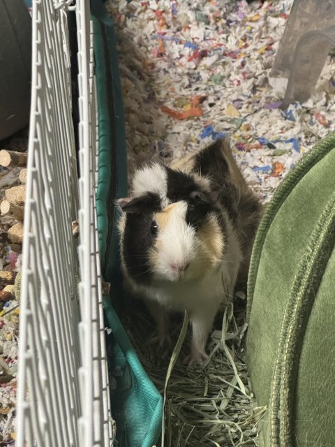 Guinea pig named S’mores!