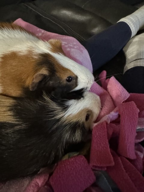 Two Male Guinea Pigs