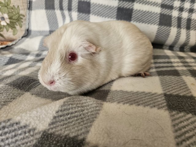 Hedwig, 3 year old female