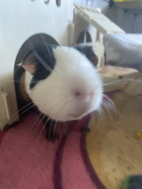 Male piggos looking for a new home