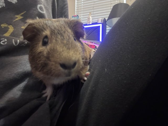 tommy &amp;amp; theoadore bonded brothers