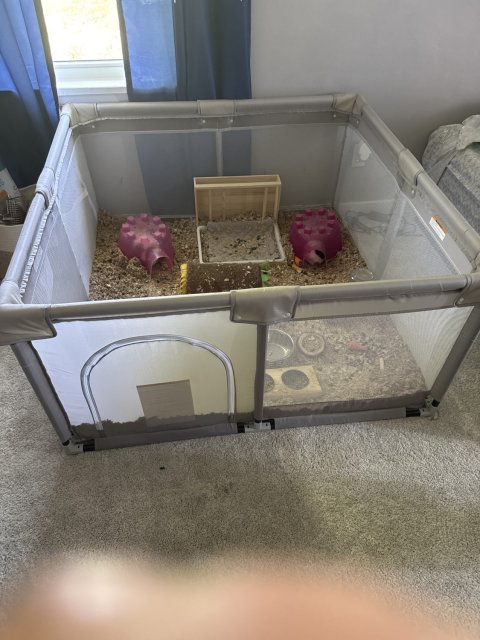 2 sweet male Guinea Pigs