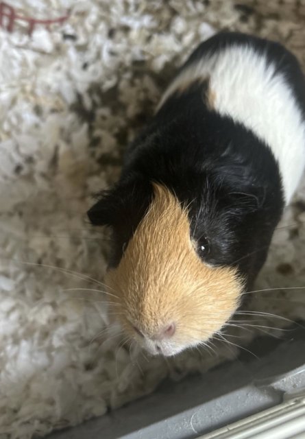 Guinea Pig For Sale! Serious Inquiries Only!