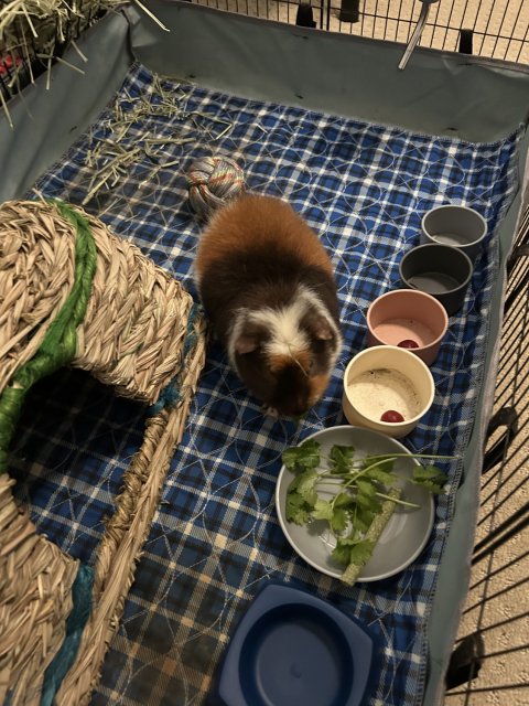 2 male guinea pigs