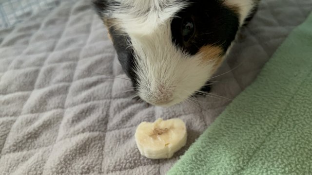 Male Abyssianian Guinea Pig