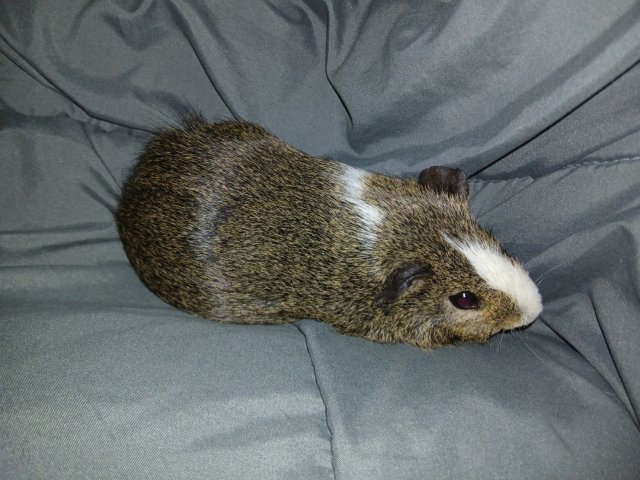 Dash needs a new home