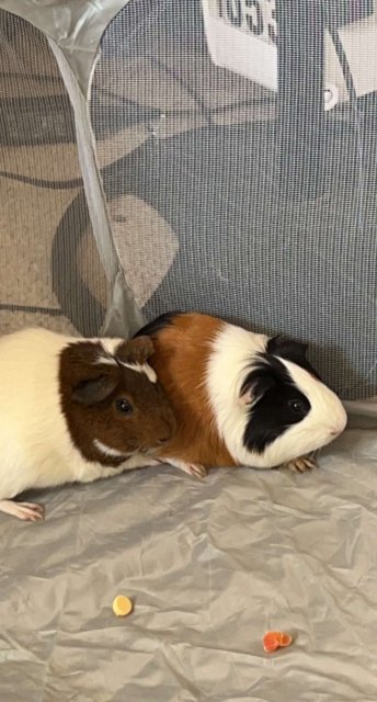 2 Guinea Brothers Looking For A New Home