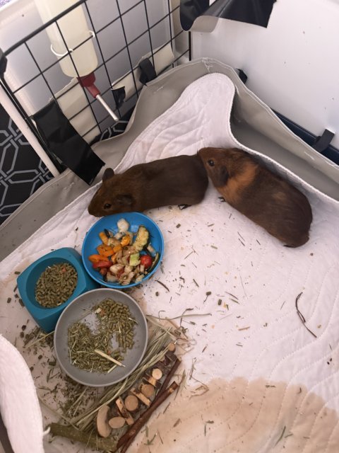 Rehoming 4 Guinea Pigs