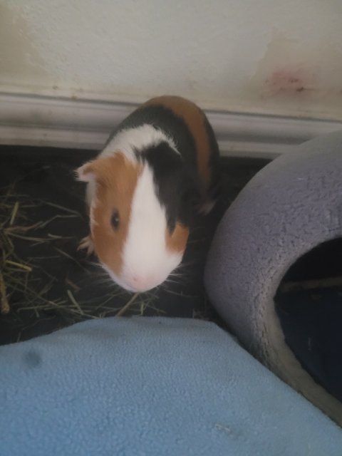 Rehoming a 3 month old, Male, Guinea Pig