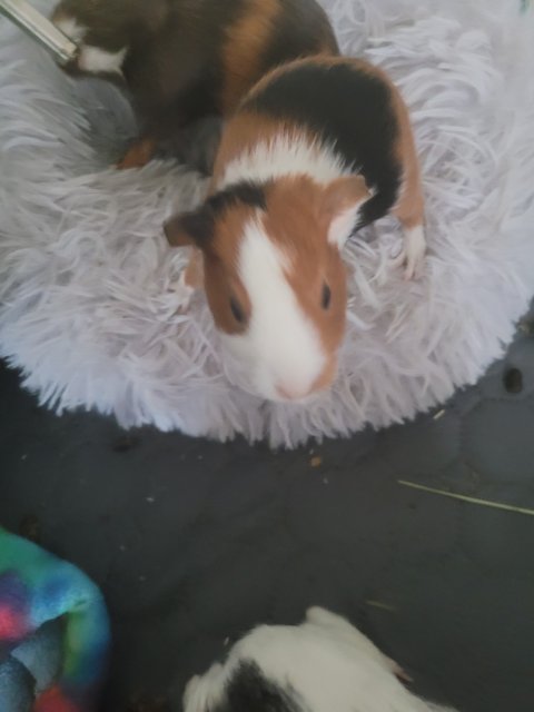 Rehoming a 4 week old male piggy