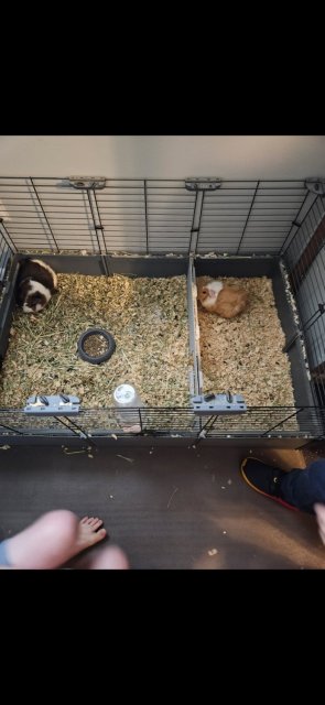 2 Male Guinea Pigs with large cage, food!