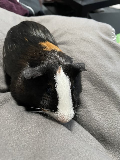 Two male guinea pigs