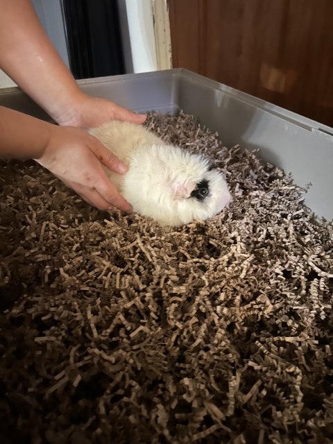 Guinea pigs looking for a new home