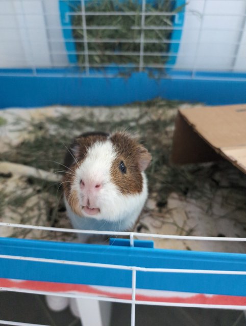 Adult male very friendly and very spoiled