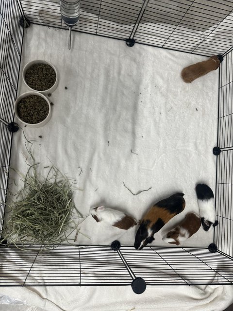 Sweet Momma with 4 babies