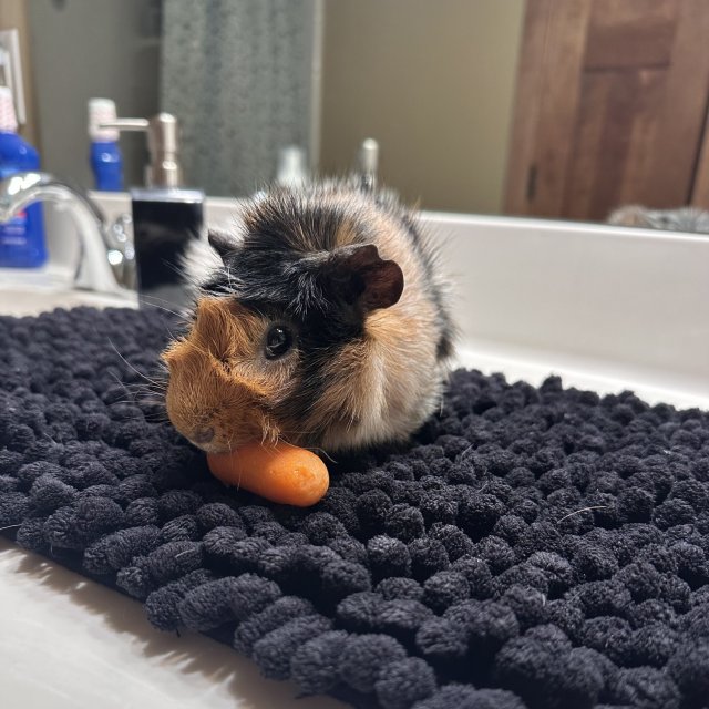 Tricolor Male Abyssinian Guinea Pig