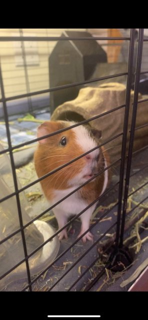 Peaches: Curious, Confident Female Piggie
